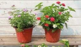 铲子最新爆料图片视频,铲子曝光神秘设备，揭秘未来科技新动向